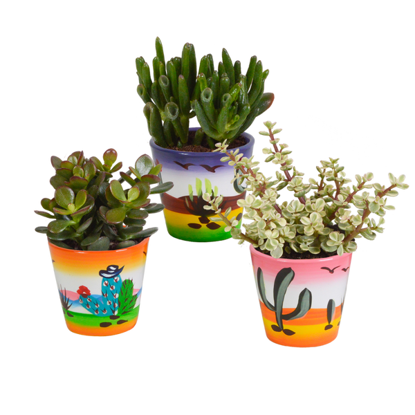 Crassula mix 8,5 cm x 3 in decorpot