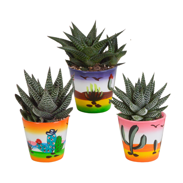 Gasteria/Haworthia mix in mexicaanse pot 8,5 cm | 3 stuks