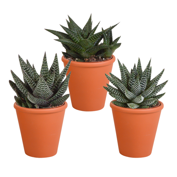 Gasteria/Haworthia mix 8,5 cm x 3 in terracotta