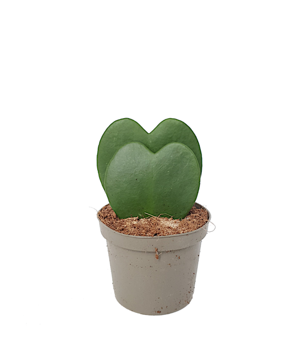 Hoya kerrii dubbel | Ø6cm H10cm