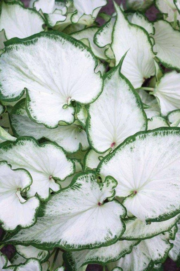 Caladium Icicle® knol