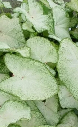 Caladium June Bride knol