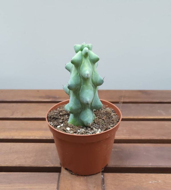 Myrtillocactus geometrizans fukurokuryuzinboku | Ø10,5cm H13cm