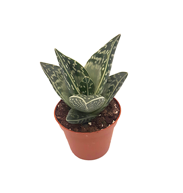Aloë variegata - Tiger Aloë | Ø8cm H12cm