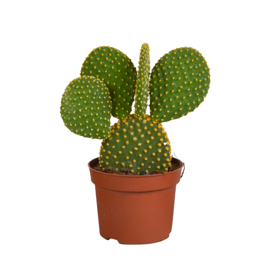 Opuntia microdasys 12 cm