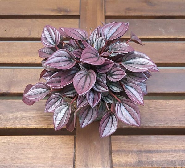 Peperomia Caperata Cayenne | Ø11cm H15cm