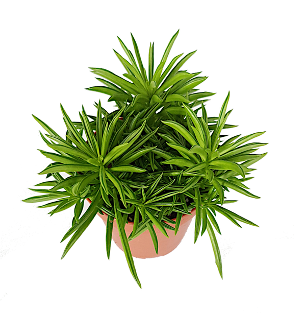 Peperomia Happy bean | Ø12cm H20cm