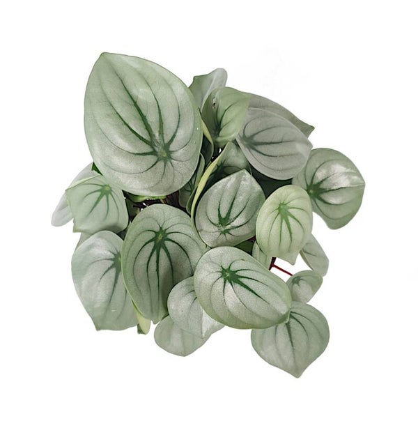 Peperomia 'Ice Queen' | Ø12cm H20cm