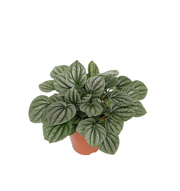 Peperomia Moonlight | Ø15cm H26cm