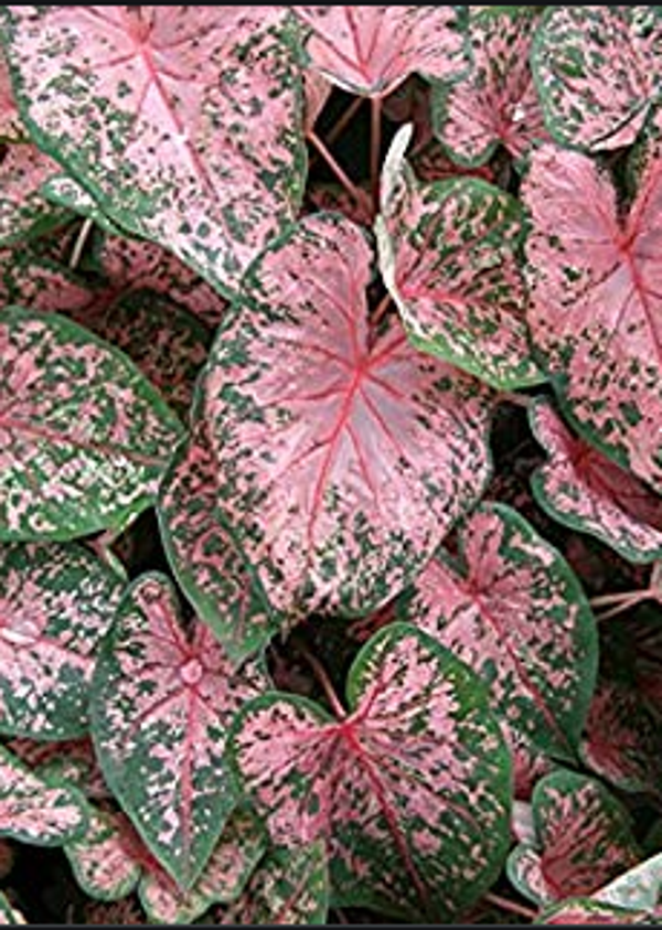 Caladium Pink Beauty knol