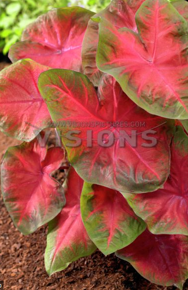 Caladium Poecile Anglais knol