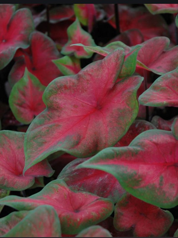Caladium Postman Joyner knol