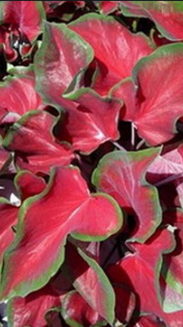 Caladium Red Frill knol