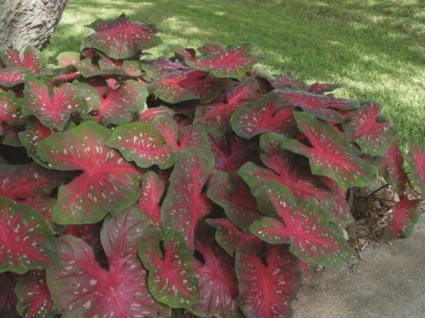 Caladium Red Flash knol