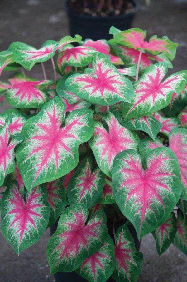 Caladium Rosebud knol