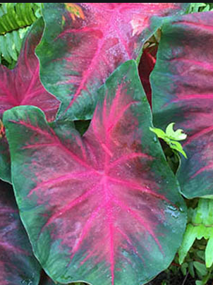Caladium Royal Flush® knol