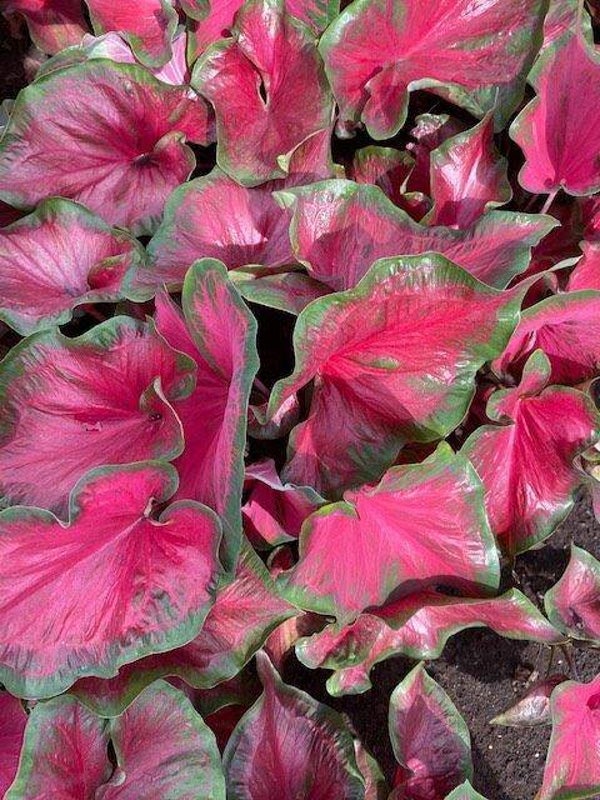Caladium Salsa knol