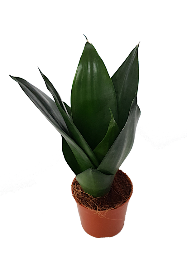 Sansevieria | Ø7cm H20cm