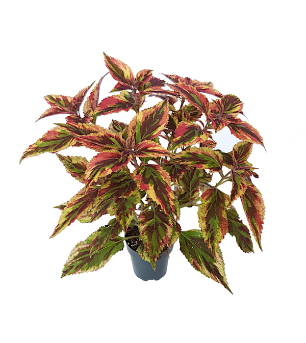 Siernetel - Coleus Plectranthus Combat | Ø12cm H40cm