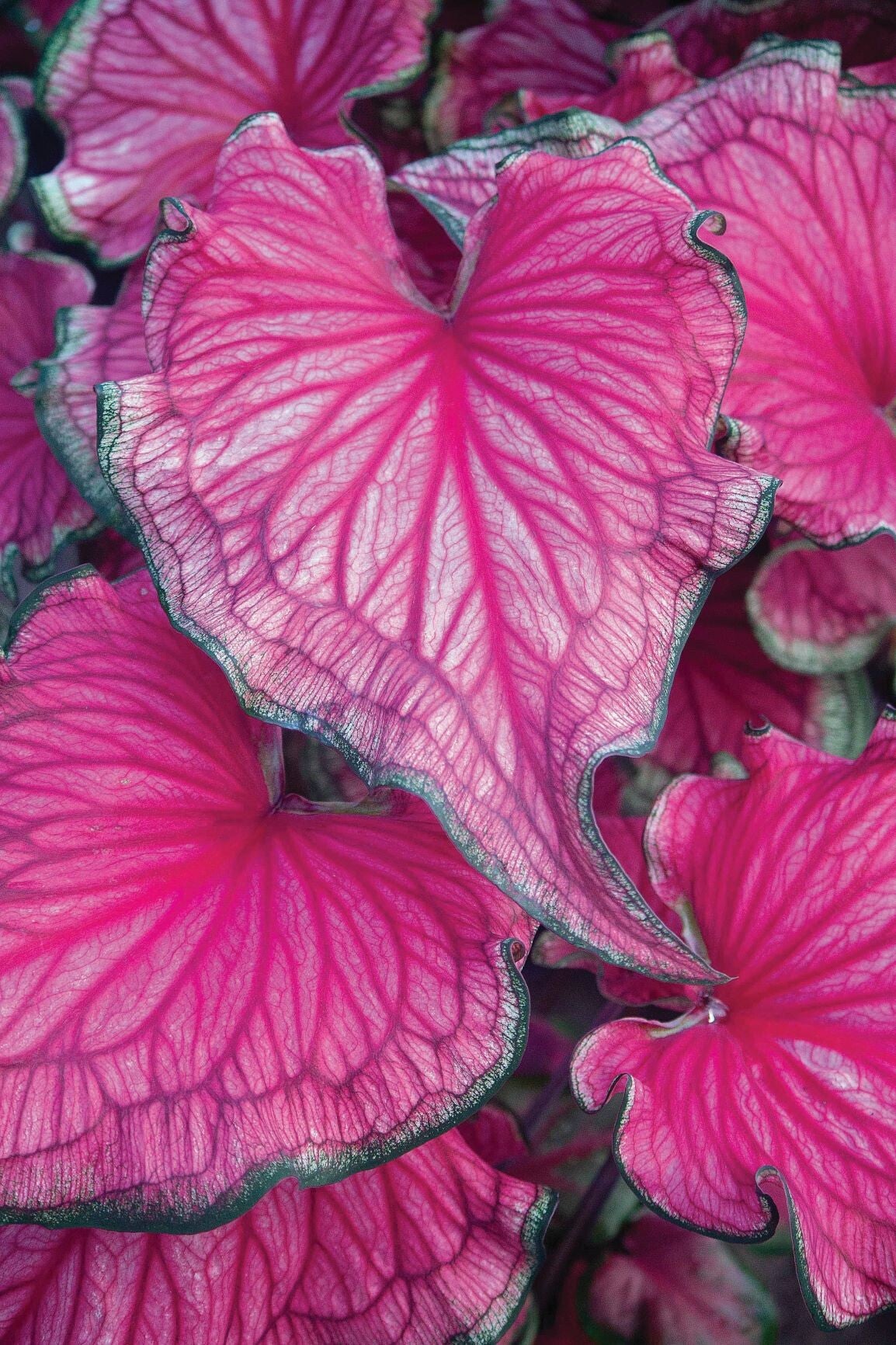 Caladium Sizzle® knol