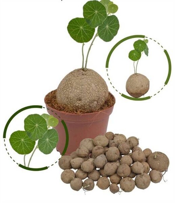 Stephania erecta knol | 8cm