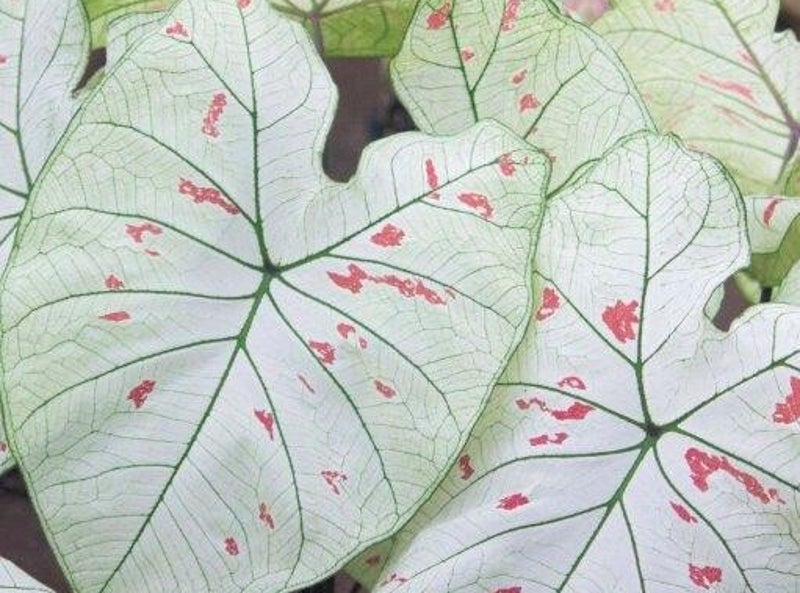 Caladium knollen