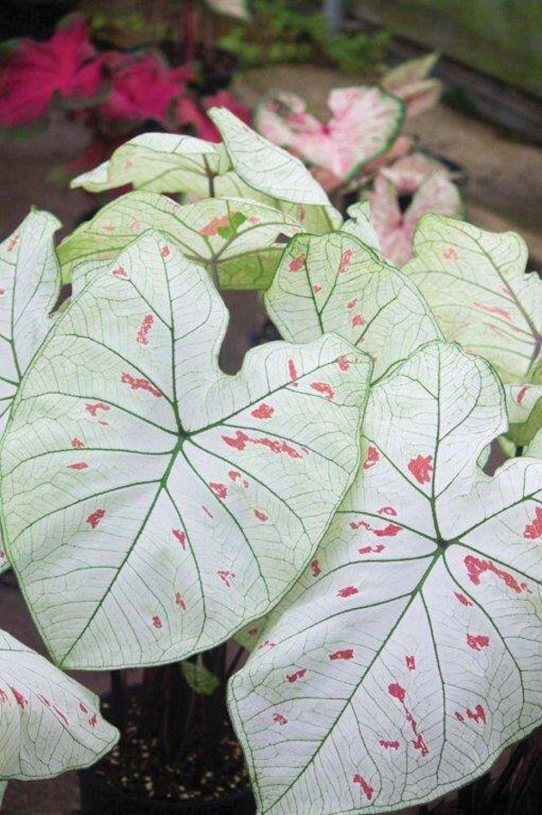 Caladium Strawberry star® knol