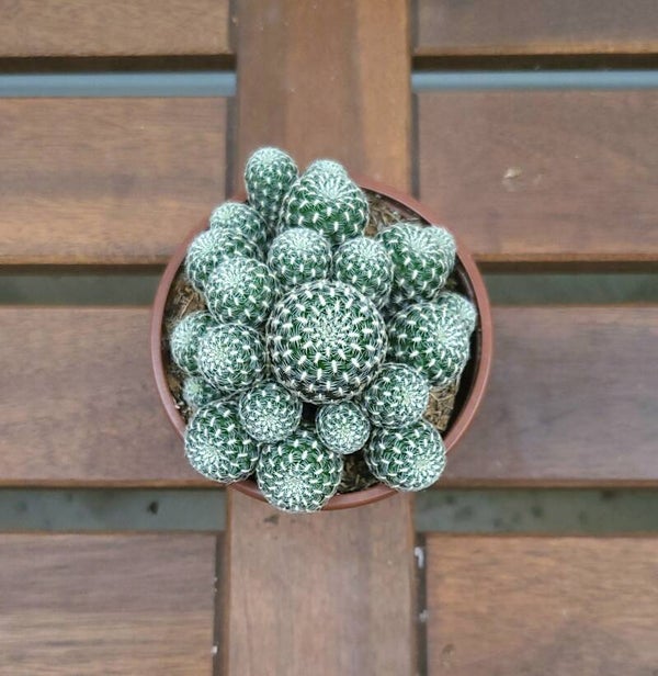 Sulcorebutia Langeri | Ø8,5cm H10cm