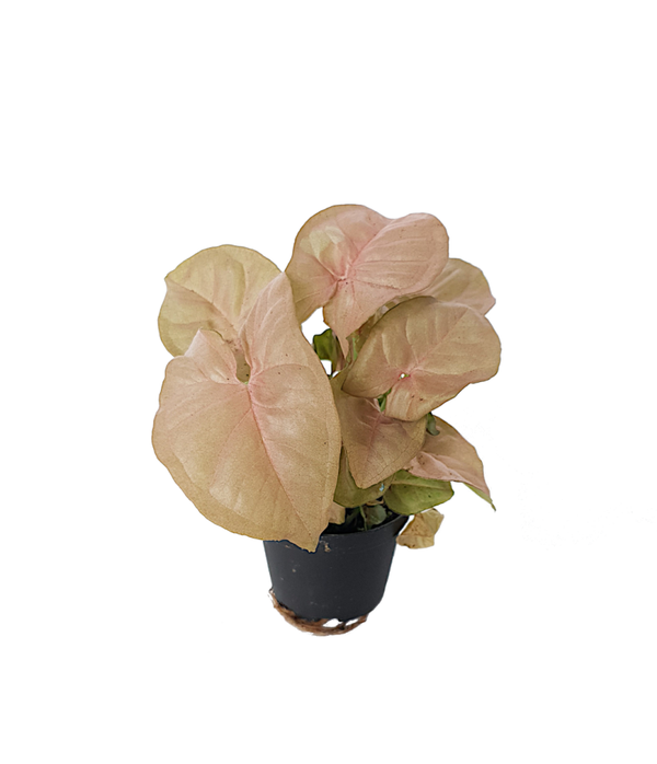 Syngonium 'Neon Robusta' | Ø7cm H12cm