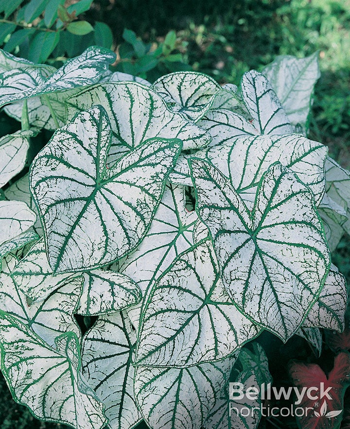 Caladium White Christmas knol