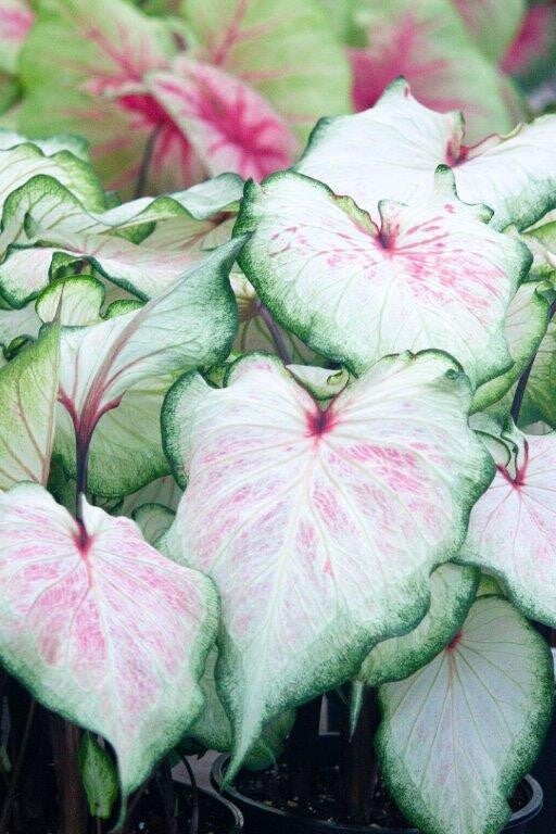 Caladium White Lightning knol
