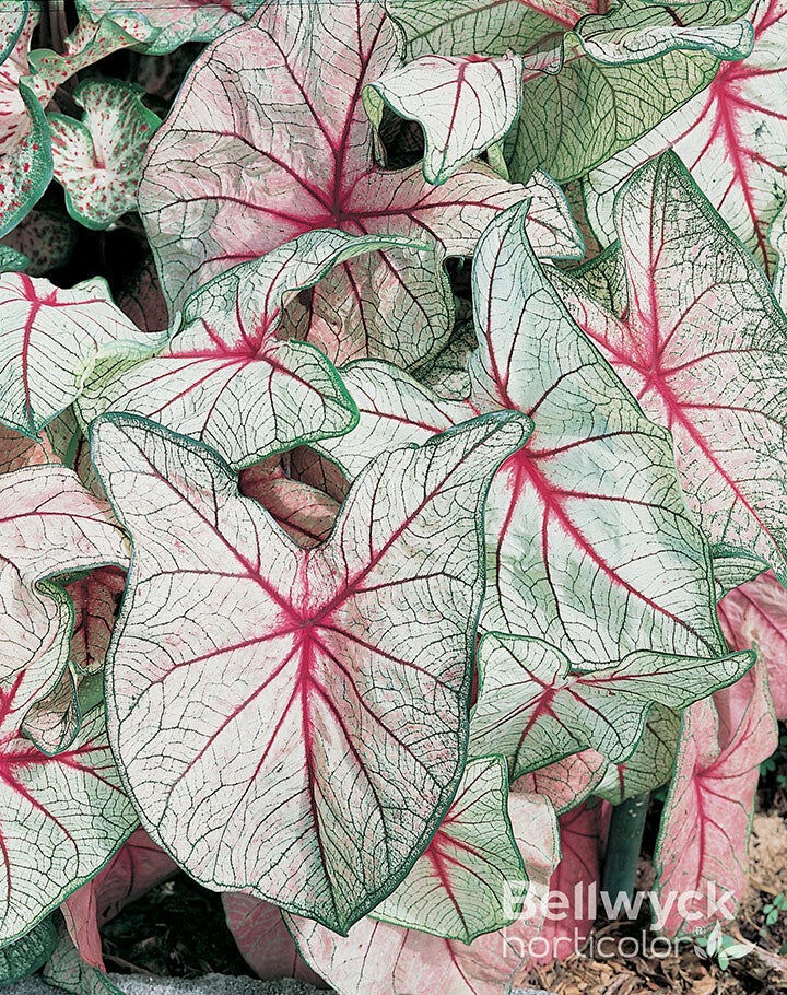 Caladium White Queen knol