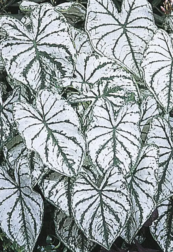 Caladium White Christmas knol