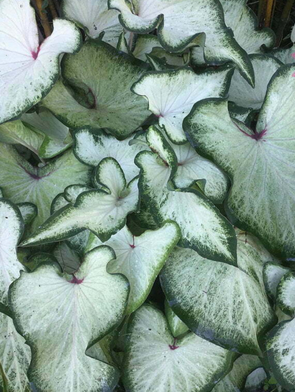 Caladium White wing knol