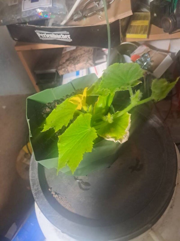 Gurken Samen Poliploid circa 3 Stk.