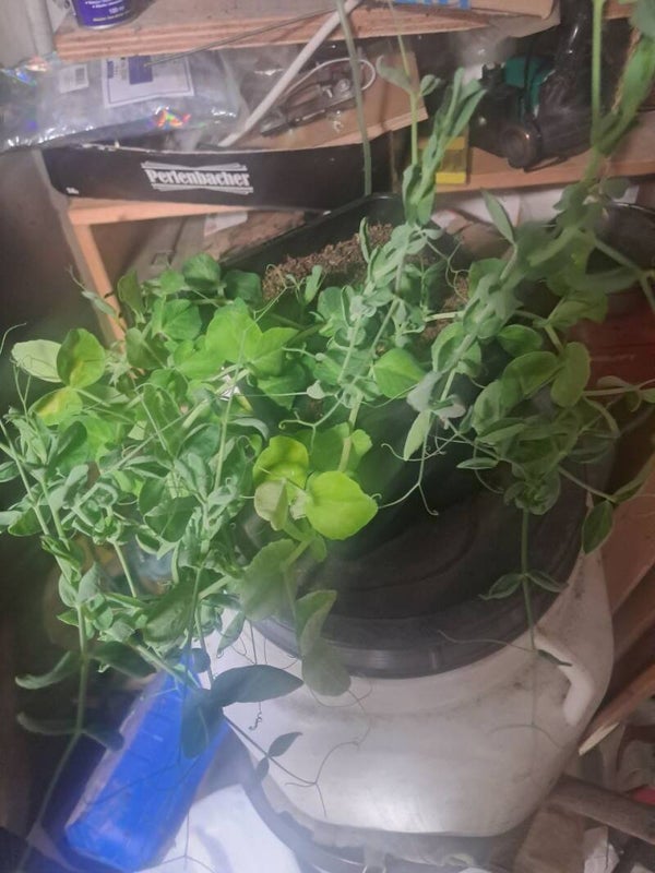 Erbsen Samen Poliploid circa. 10 Stk.