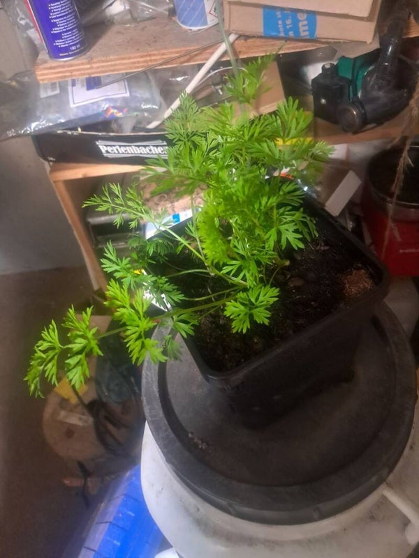 Karotten Samen Poliploid circa. 10 Stk.