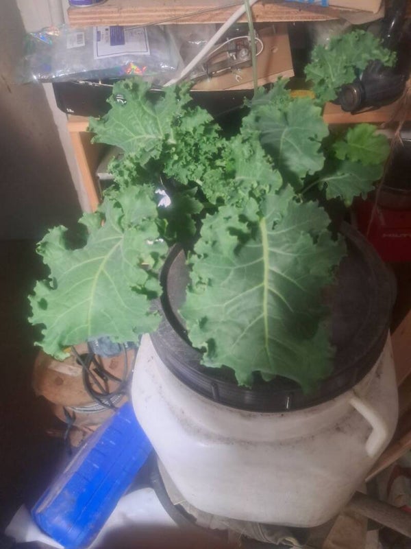 Grünkohl Samen Poliploid circa 10 Stk.