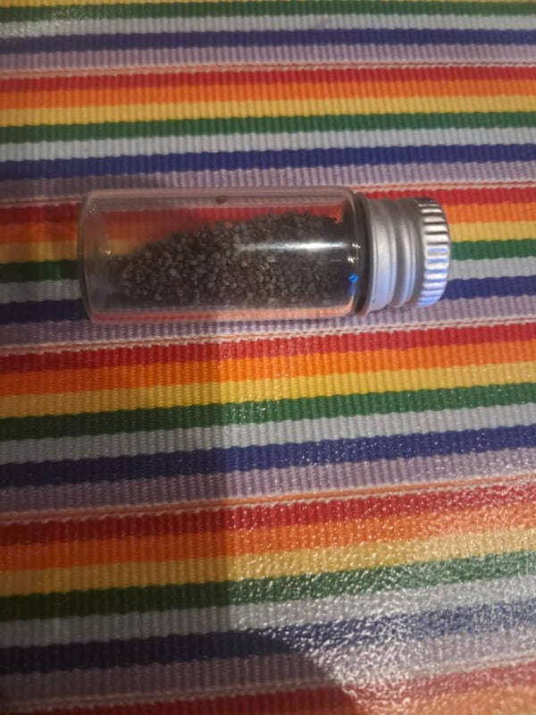 Schlaf Mohn Poliploid Circa 100 Stk.