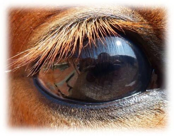 Energy therapy voor paarden