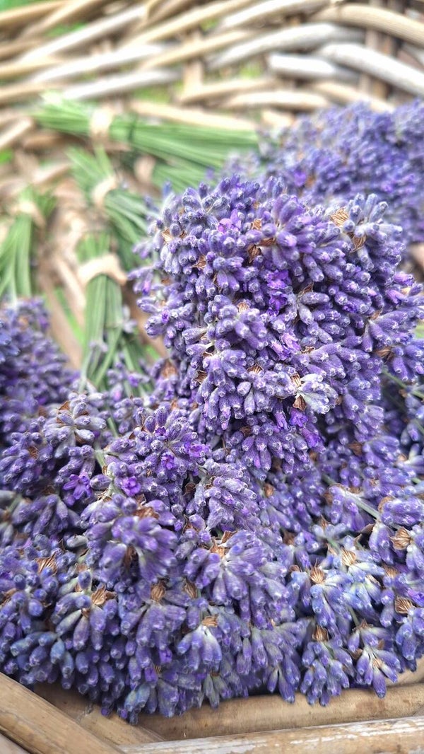 Lavendel bundel