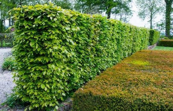 Hêtre vert