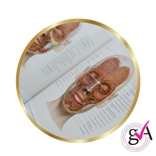 Anatomy & Physiology – GTi Accredited