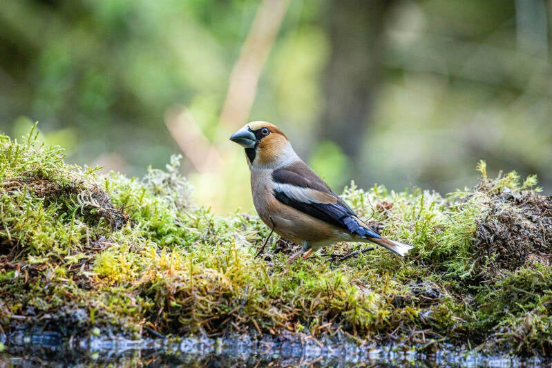 01-appelvink-bos-vogels-natuur-standard.jpg