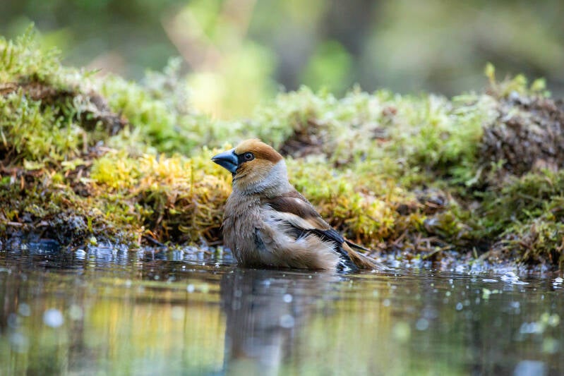 02-appelvink-bos-vogels-natuur-standard.jpg