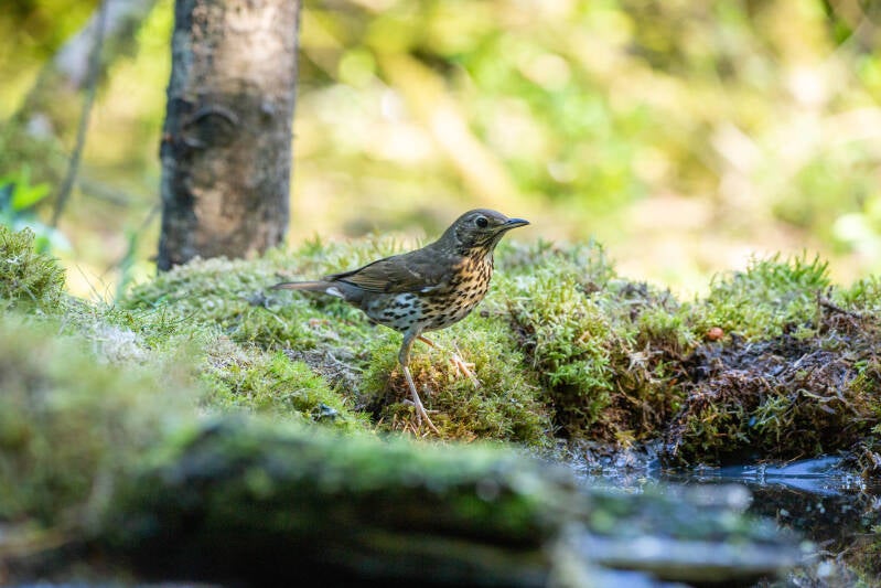 03-zanglijster-bos-vogels-natuur-standard.jpg
