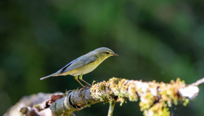 05-fitis-bos-vogels-natuur-standard.jpg