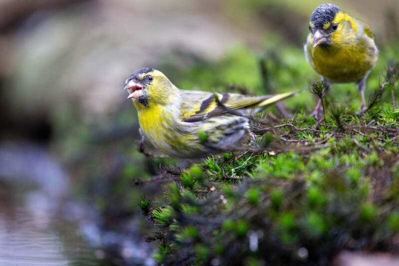 08-sijs-bos-vogels-natuur-standard.jpg