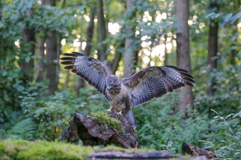 09-buizerd-natuur-bos-vogels-standard.jpg