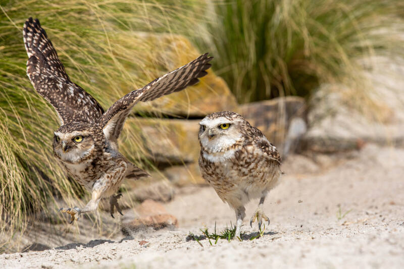 101-holenuil-natuur-uil-bos-roofvogel-standard.jpg